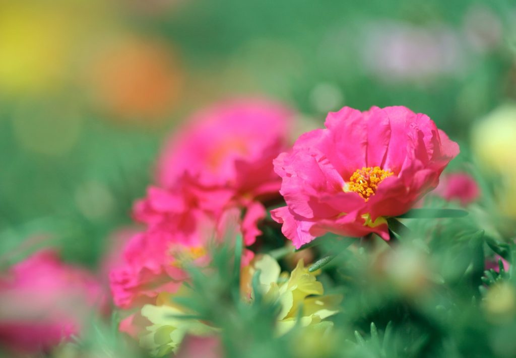 Portulaca is niet winterhard